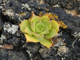 La_Palma_Lanzarote_2003-2004-028